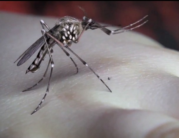 VÍDEO: Mosquito, Yeah Yeah Yeahs