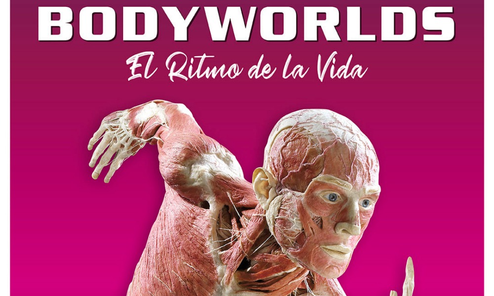 Body Worlds en Madrid – 2021 / 2022 – Entradas y horarios IFEMA
